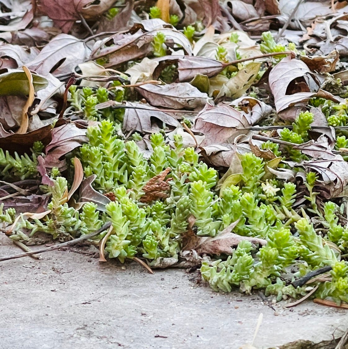 Resilient Realists Collective