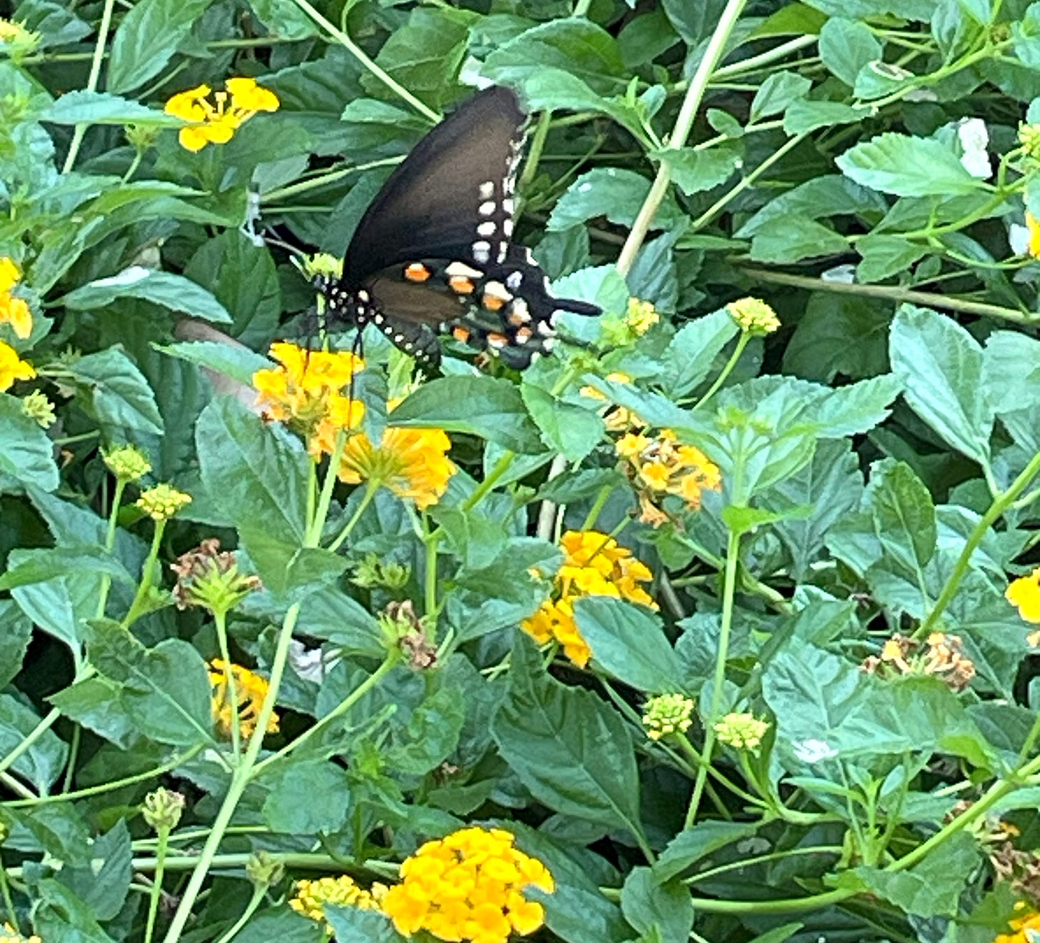 black butterfly on yellow lantana blooms