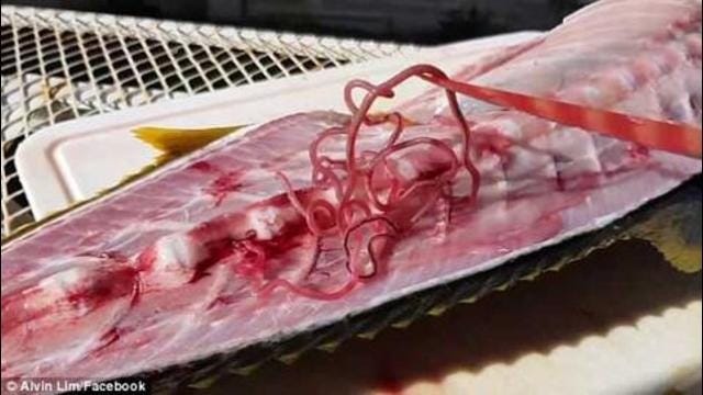 Parasites In Pork.jpg