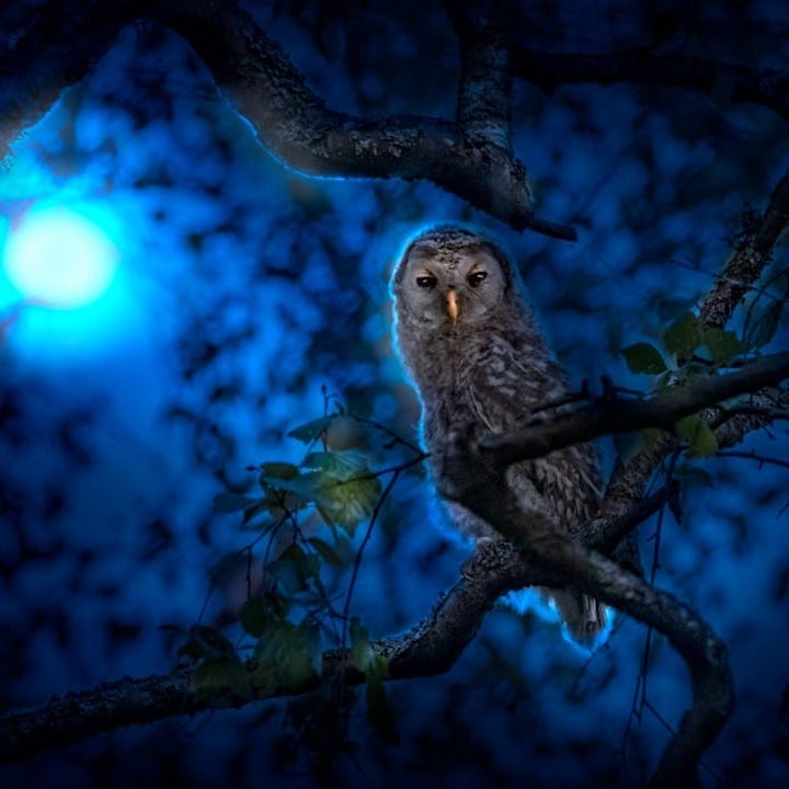 Night Owl
