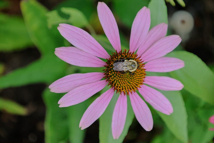 various echinacea flowers