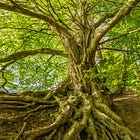 Decoding Dysautonomia Part 5: Addressing the Root Cause