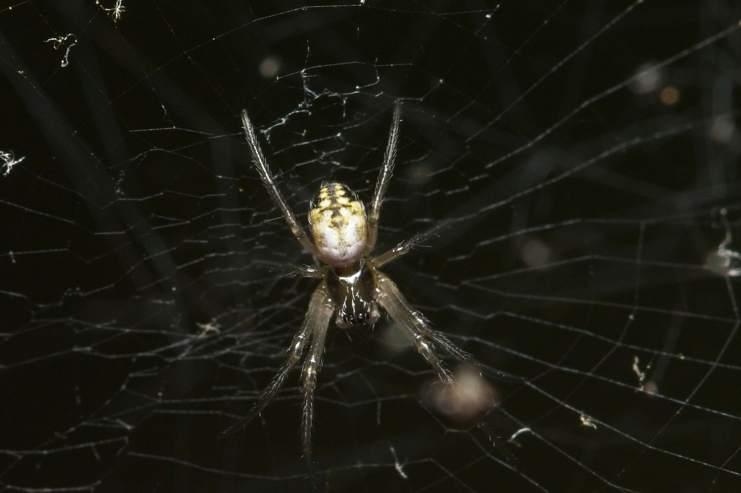 Against a dark background, a spider in the middle of her web. She has a white abdomen with brown markings.
