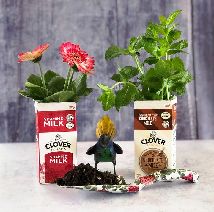 Growing plants in cartons and plastic bottles