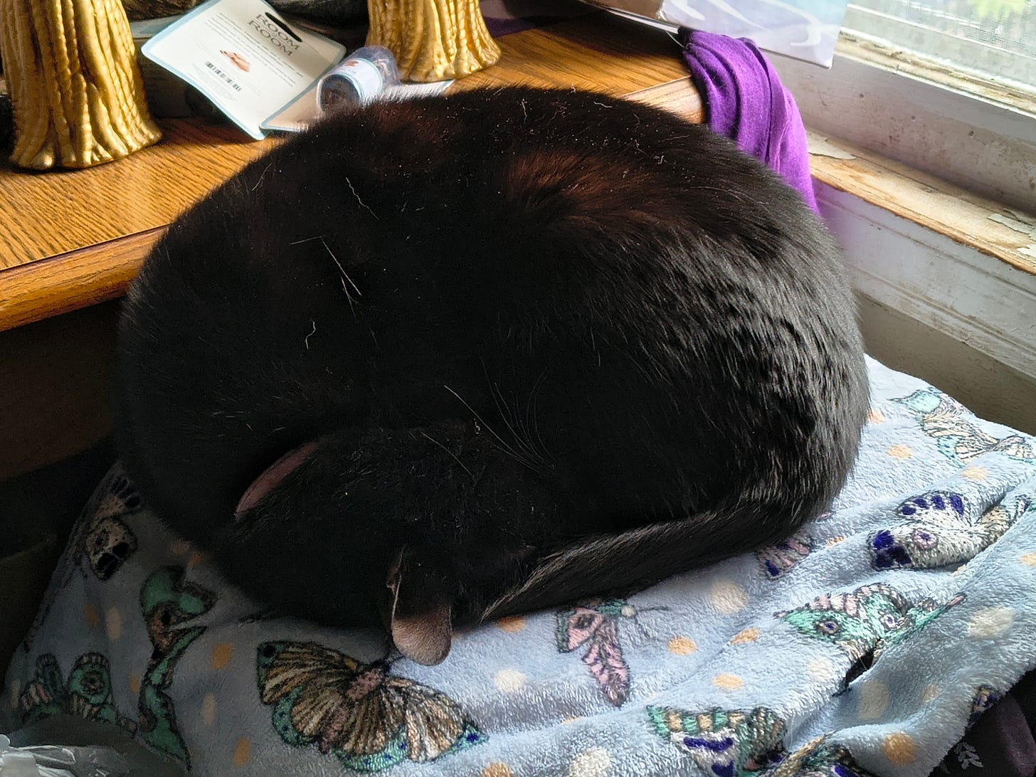 A solid black cat curled up in a ball on top of a pale blue blanket with a colorful moth pattern. 