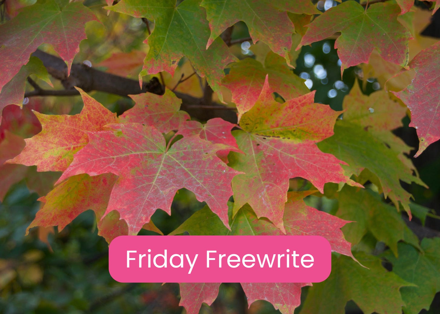 maple leaves turning red in autumn