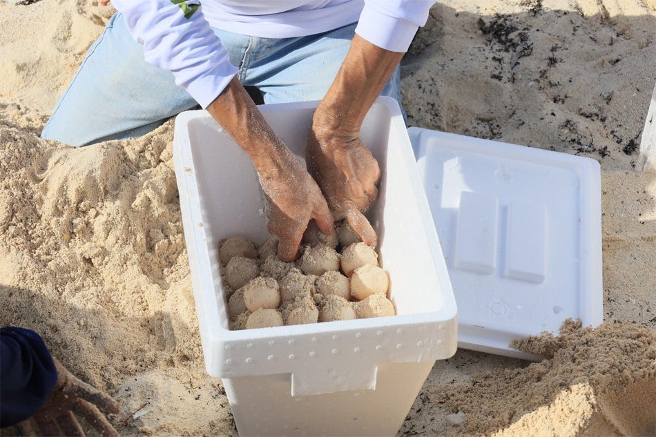 a worker places sea turtle eggs, separated by sand, into a styrofoam cooler