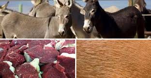 Perú exportará a China carne de burro y sus derivados, y pieles de burro y  caballo