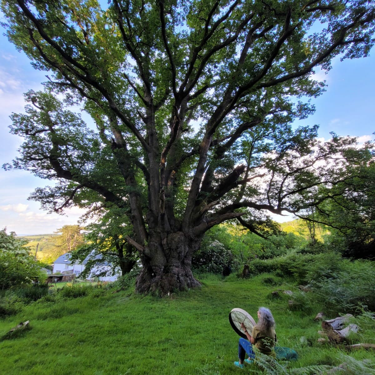 13 celtic moons & trees