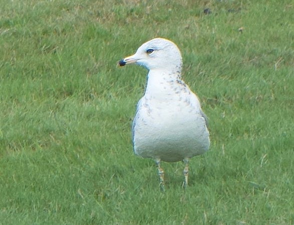 Ring-billed Gull (Photo: Baie-D’Urfé) Ring-billed Gull (Photo: Baie-D’Urfé)