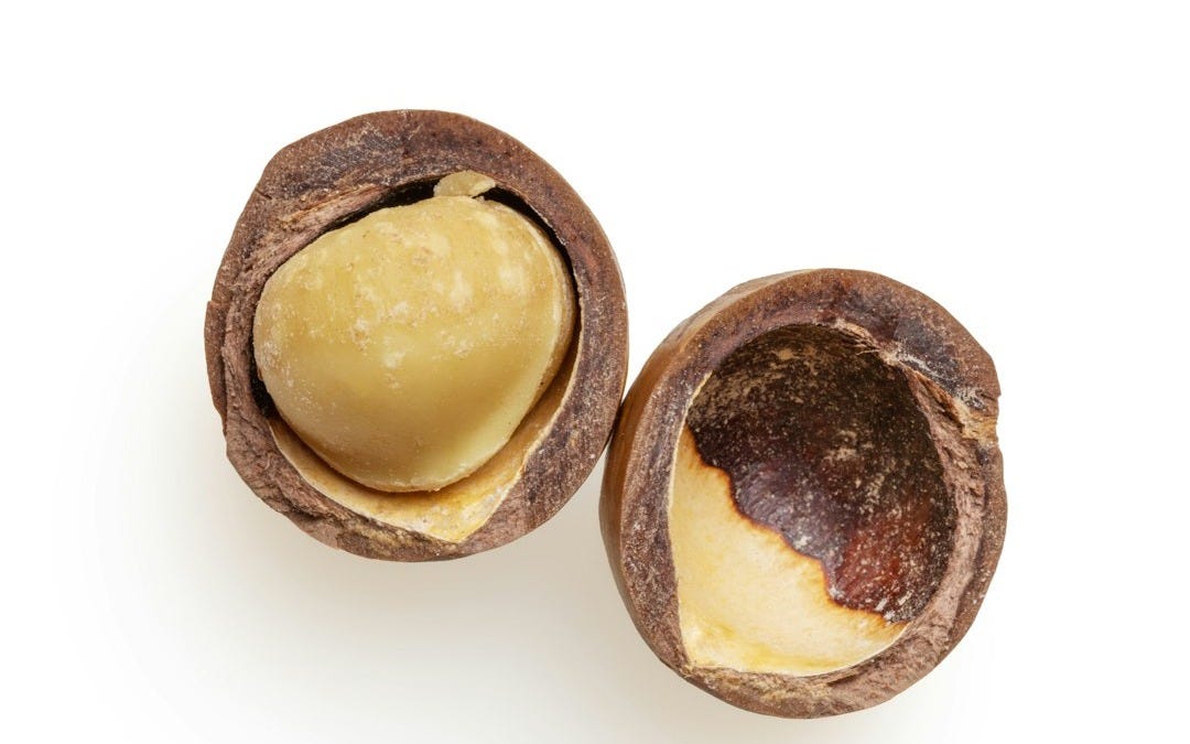 Barka Fund backs Kenyan macadamia exporter