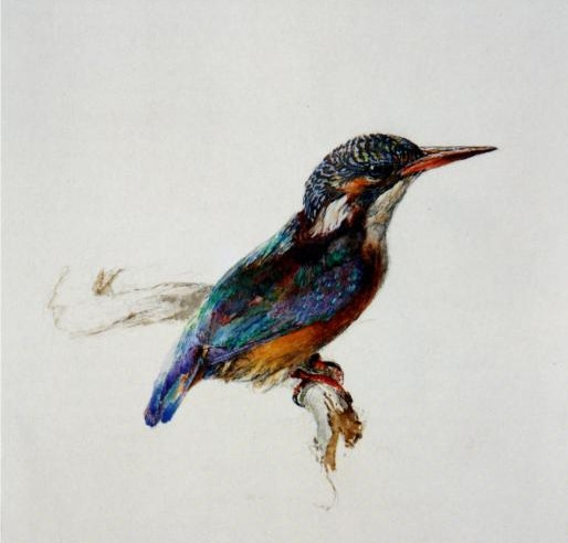 Kingfisher, 1871 - John Ruskin Kingfisher, 1871 - John Ruskin