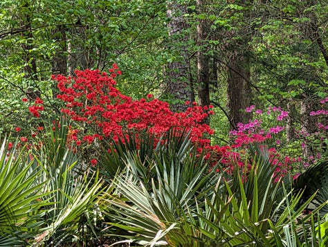 Sarah P Duke Gardens Duke University