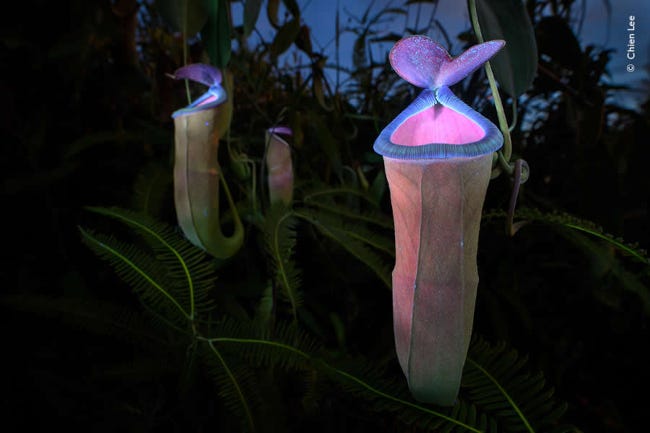 Ces plantes semblent être un pied de champignon surmonté d'une superbe corolle rose et violette. On se croirait dans le film Avatar.