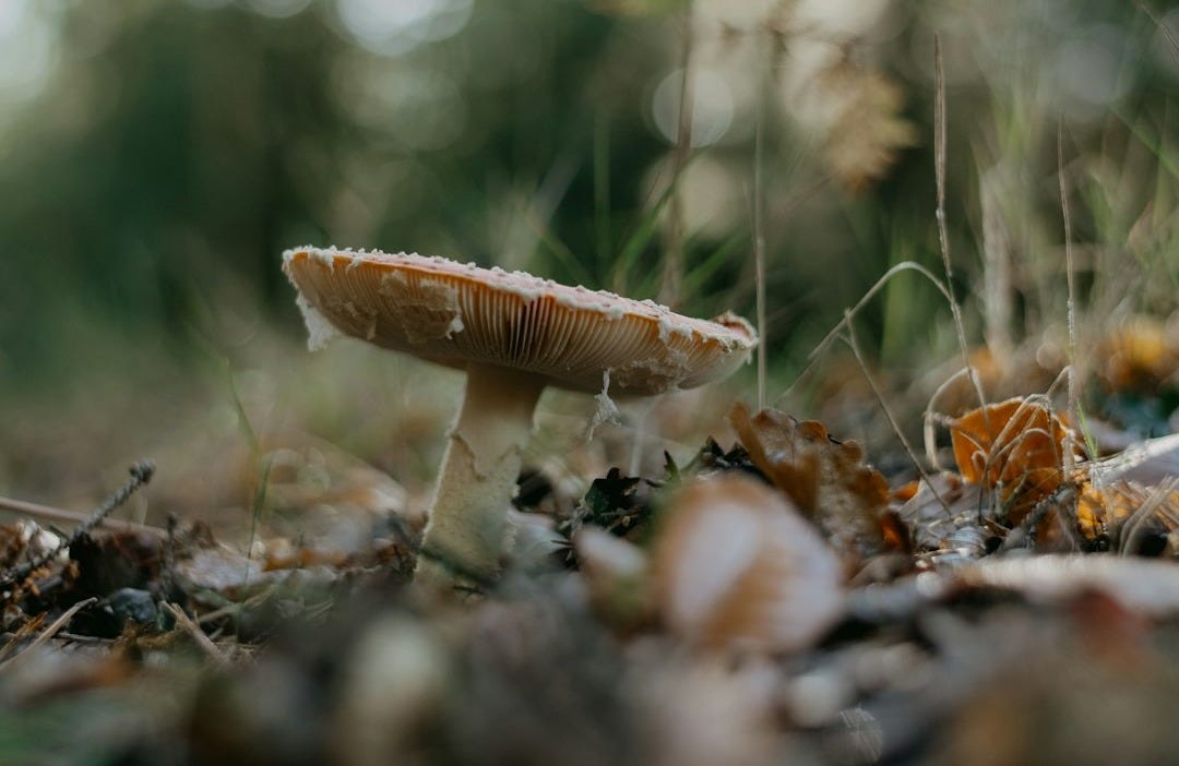 a close up of mushrooms