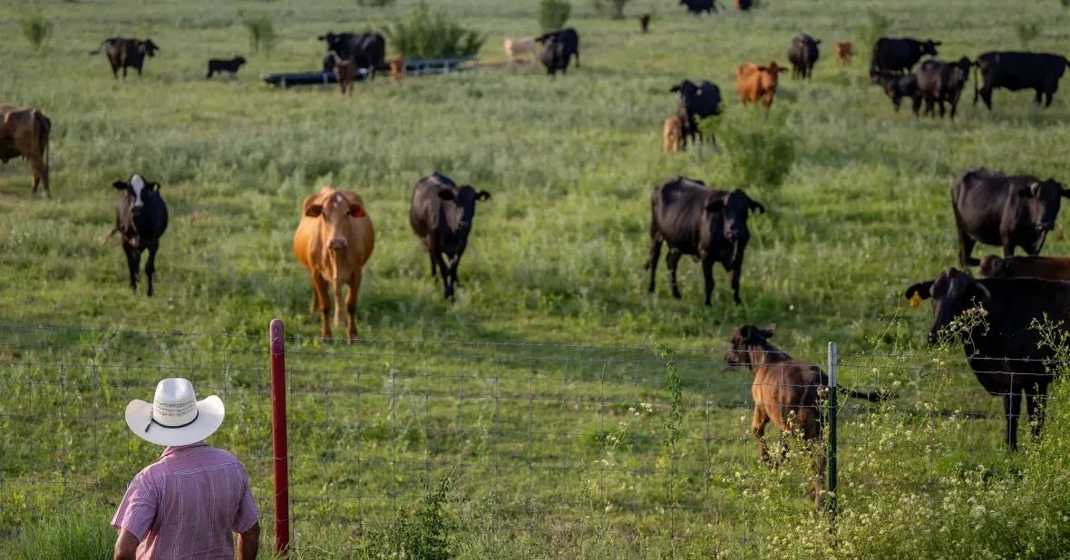 USDA Says Possible New World Screwworm Case Detected in Texas Cattle Herd -  Bloomberg