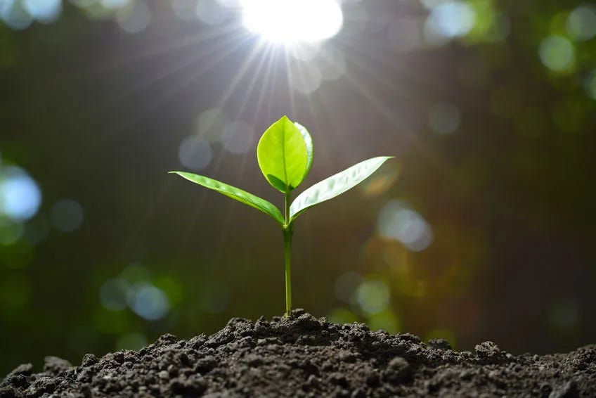 Photosynthesis Of The Soul