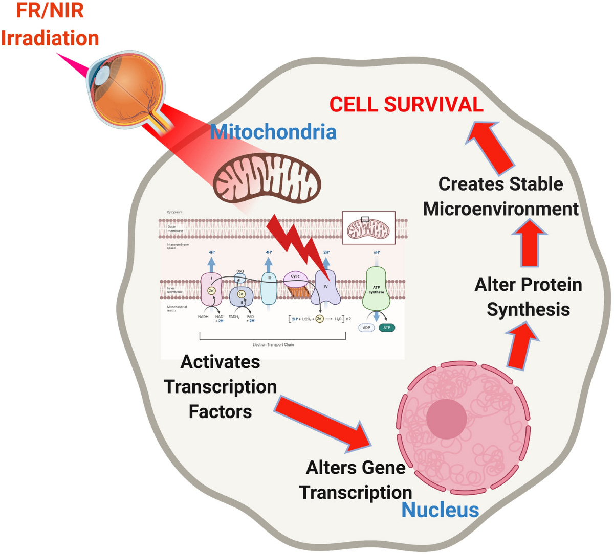 Photobiomodulation preserves mitochondrial redox state and is  retinoprotective in a rodent model of retinitis pigmentosa | Scientific  Reports