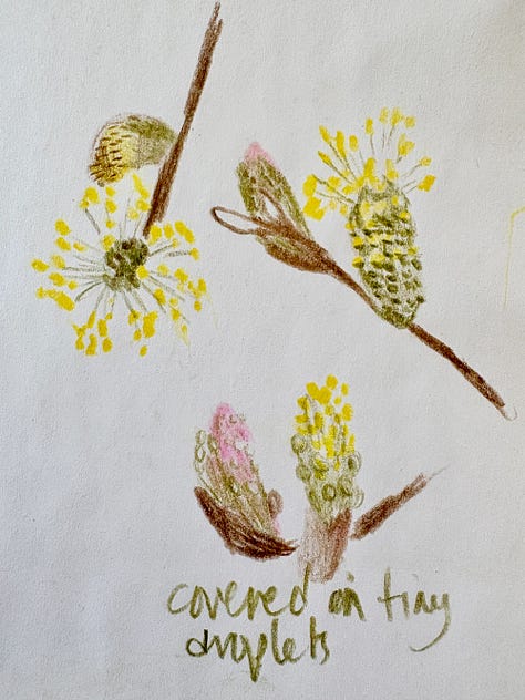 Pencil drawings of flowers, catkins and a pheasant