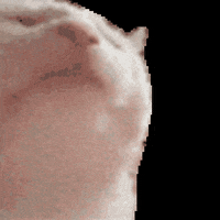 Cat Party GIF