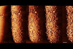 Composite image of E. coli exposed to the polymyxin antibiotic – the images show the changes to the outer layer of armour over time. From left to right: bacterium untreated by the antibiotic; bacterium after 15 minutes; after 30 minutes; after 60 minutes; after 90 minutes. The white scale bar is 250 nanometres across. Credit: Carolina Borrelli, Edward Douglas et al. / Nature Microbiology