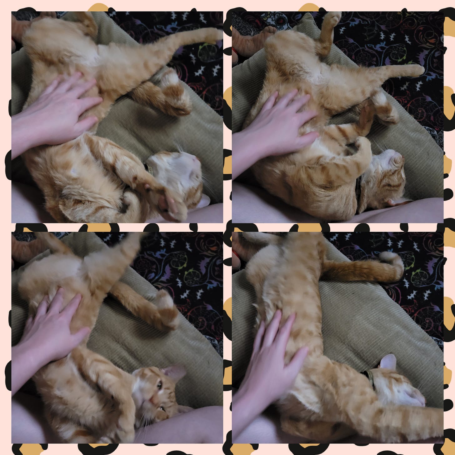 A four photo collage of an orange tabby cat who has rolled over to expose his belly and a pale hand rubbing it.