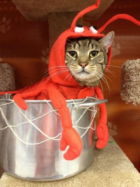 20+ Cat Costumes for Halloween
