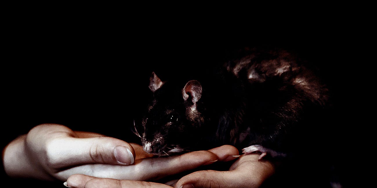 Rats