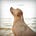 Good Dogma