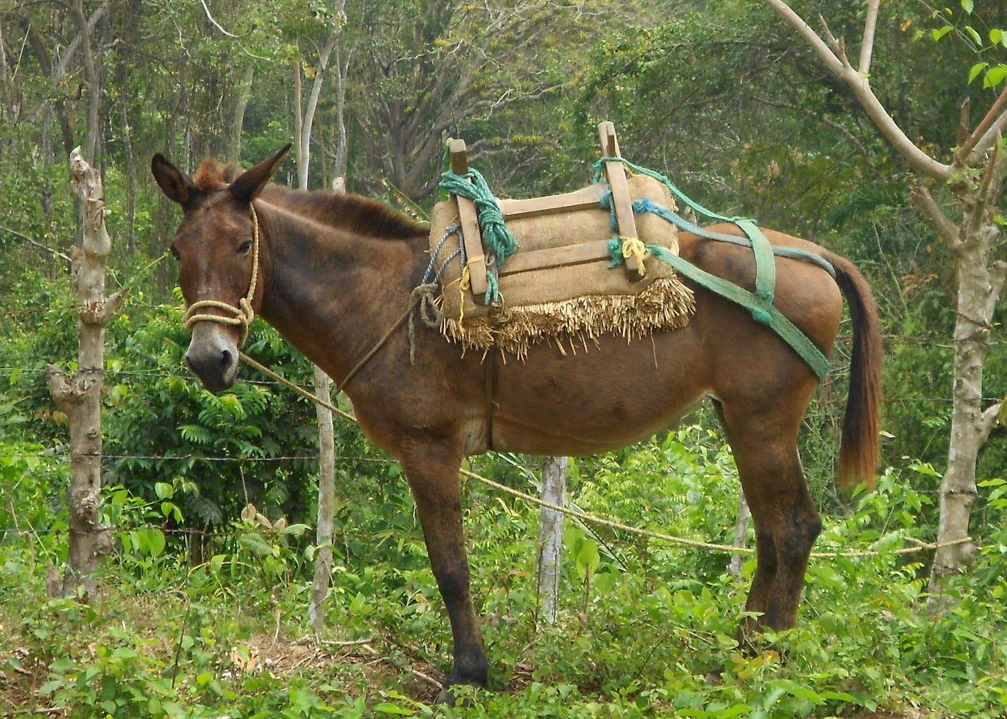 a mule looks calmly at the viewer a mule looks calmly at the viewer