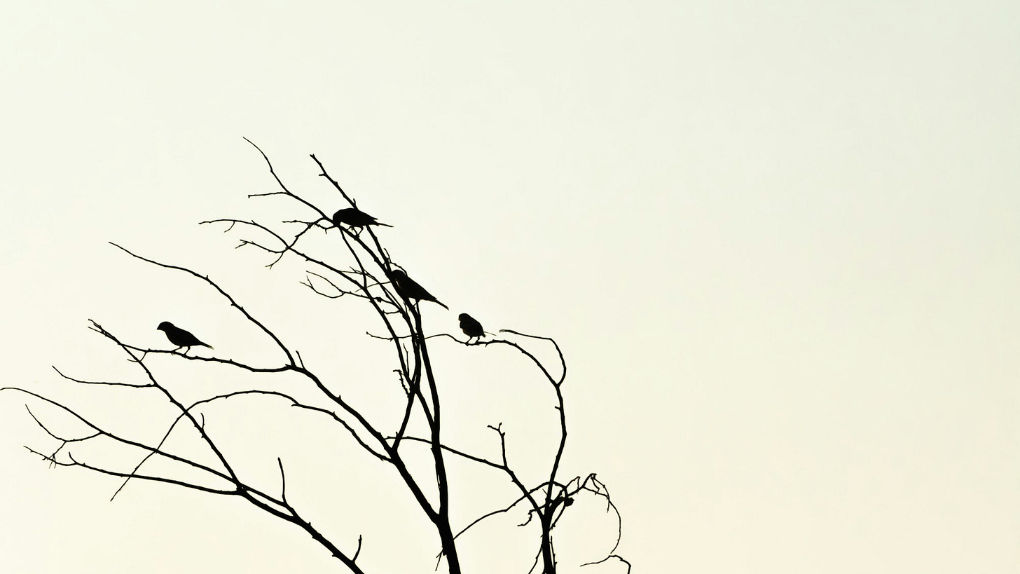 Dört Anlaşma: Evcilleştirilmiş Benliğin İsyanı Dört Anlaşma: Evcilleştirilmiş Benliğin İsyanı