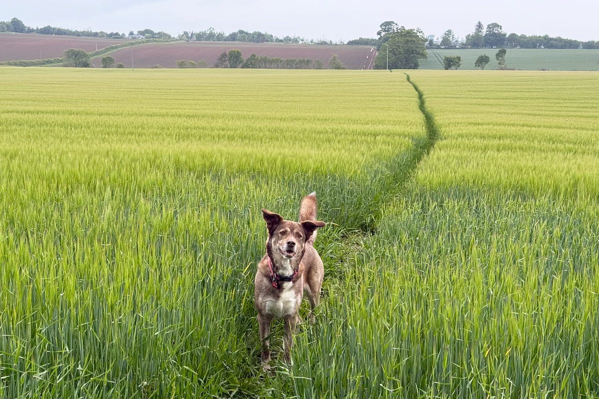 My dog looks quizzically wondering why I have stopped to take a photo of her. She is standing on a path running through the middle of some crops.