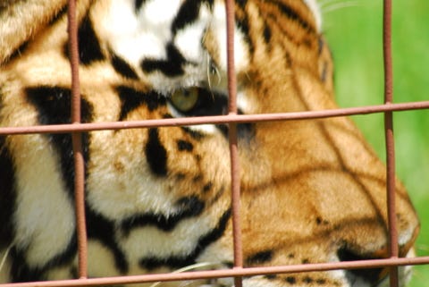 Tiger_Closeup_similarities_between_domestic_cats_and_big_Cat Tiger_Closeup_similarities_between_domestic_cats_and_big_Cat