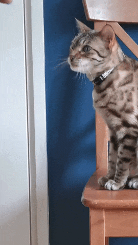 20 Cat High Five GIFs We Love: Cute & Funny Kitties - Catster