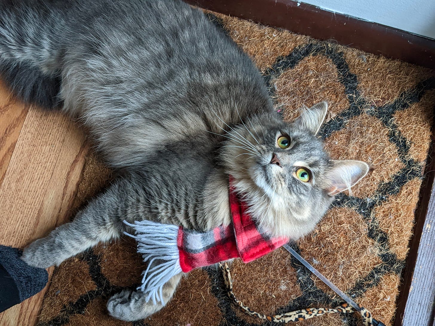 a gray tabby kitchen with a red flannel scarf on looks up at the camera a gray tabby kitchen with a red flannel scarf on looks up at the camera
