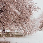 Cherry Blossoms in Winter