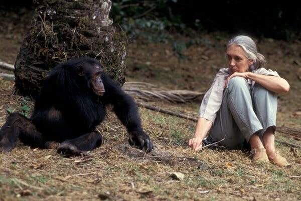 Jane Goodall sits on the ground next to a chimpanzee, with whom she seems to be communicating. Jane Goodall sits on the ground next to a chimpanzee, with whom she seems to be communicating.