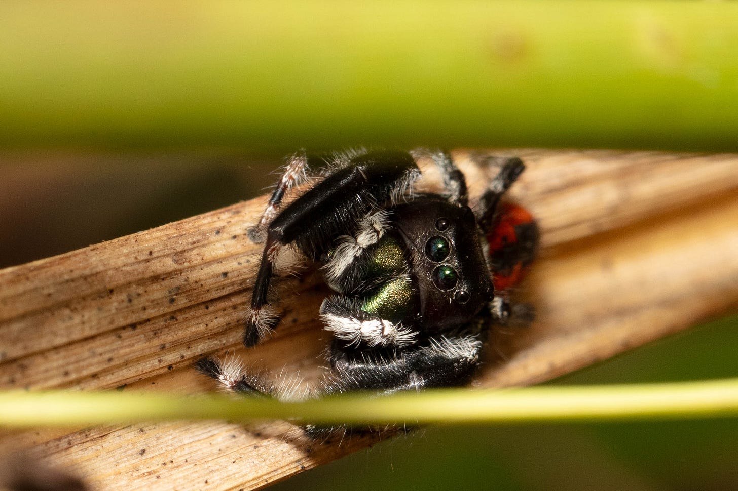 Close-up of a jumping spider on a blade of grass, looking up at the camera. The spider is mostly black, with some metallic green markings, a deep red abdomen, and white fluff striping legs and on part of the spider's face. Two blades of green grass above the spider frame the photo.