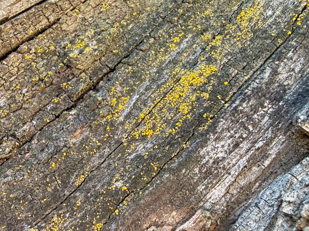 The details I notice in walking meditation, like the chrome-yellow dots of lichen on this old pear tree, bring me quiet joy. Photo: Susan J. Tweit