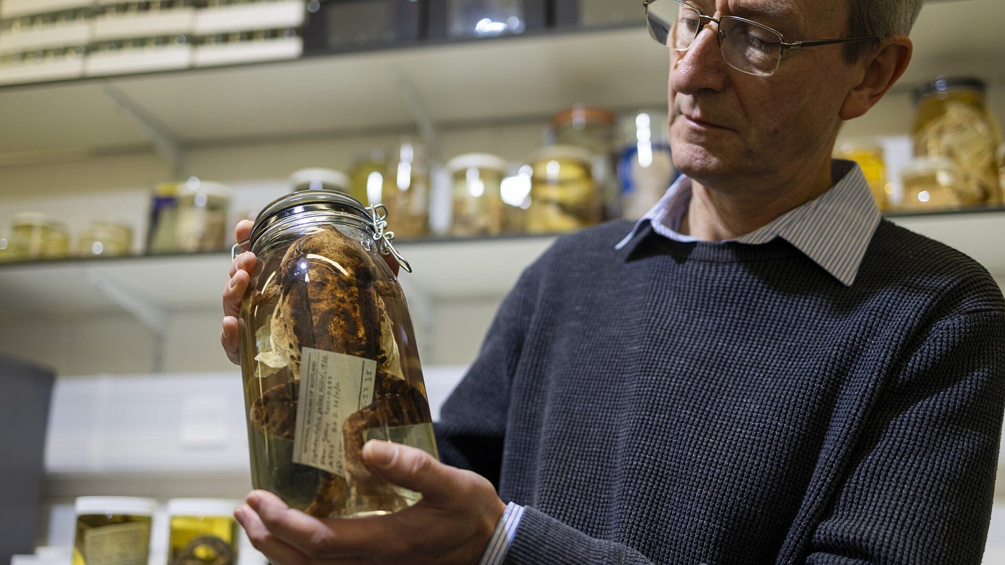 Curator Andrew Kitchener with specimens