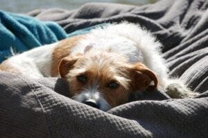 New study finds no lasting impact of pandemic pet ownership on human well-being