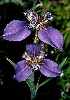 Image of Neomarica caerulea