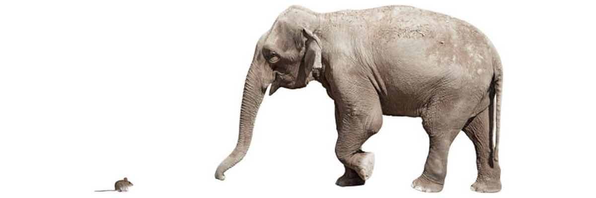 Small vs Big Company – Does Company Size Matter? Small vs Big Company – Does Company Size Matter?