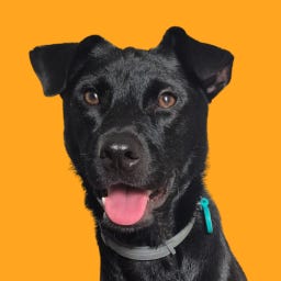 Artwork for ENTRELINHAS DO PODER