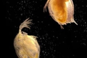 Daphnia water fleas (on the right sick Daphnia & on the left healthy Daphnia)