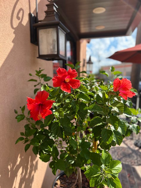 Flowers outside a bakery, a Palestinian flag on a tree, and a screenshot of Bodies, Bodies, Bodies, a movie I watched thanks to the library