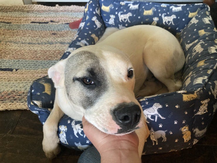 Ain’t that a cute face?