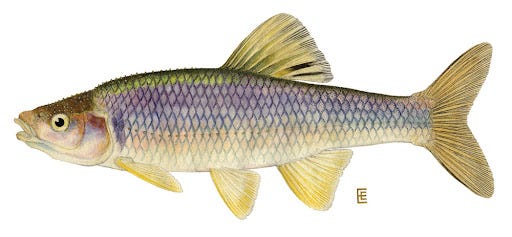 Spotfin Shiner Notropis spilopterus