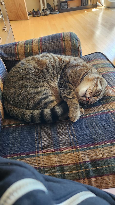 kitty sleeping