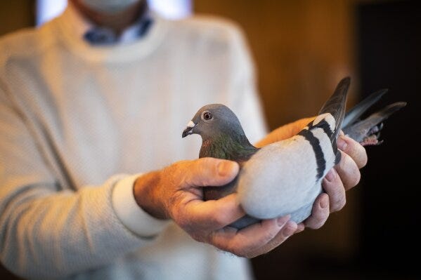 Belgian racing pigeon fetches record price of $1.9 million | AP News